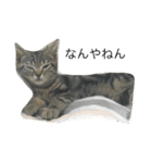 natural cat！（個別スタンプ：2）