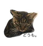 natural cat！（個別スタンプ：3）