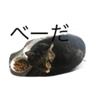 natural cat！（個別スタンプ：4）