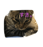 natural cat！（個別スタンプ：5）
