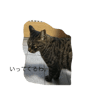 natural cat！（個別スタンプ：6）