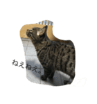 natural cat！（個別スタンプ：7）