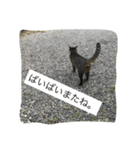 natural cat！（個別スタンプ：8）