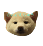 白柴 コタロー（個別スタンプ：1）