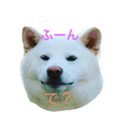 白柴 コタロー（個別スタンプ：2）