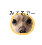 バーニーズ＆ポメ（個別スタンプ：6）