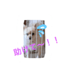 バーニーズ＆ポメ（個別スタンプ：7）