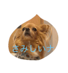じっちゃまプリン2（個別スタンプ：3）