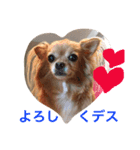 じっちゃまプリン2（個別スタンプ：6）