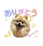 ポメラニアンの桃花（個別スタンプ：1）