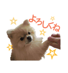 ポメラニアンの桃花（個別スタンプ：2）