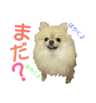 ポメラニアンの桃花（個別スタンプ：4）