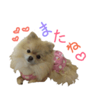 ポメラニアンの桃花（個別スタンプ：6）