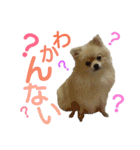 ポメラニアンの桃花（個別スタンプ：7）