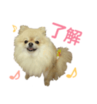 ポメラニアンの桃花（個別スタンプ：11）