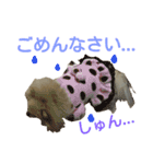 ポメラニアンの桃花（個別スタンプ：12）