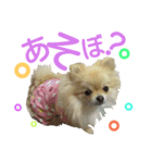ポメラニアンの桃花（個別スタンプ：13）