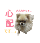 ポメラニアンの桃花（個別スタンプ：15）