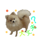 ポメラニアンの桃花（個別スタンプ：16）