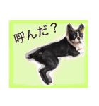 リッキースタンプ第1弾（個別スタンプ：15）