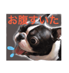 リッキースタンプ第1弾（個別スタンプ：16）