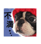 リッキースタンプ第1弾（個別スタンプ：21）