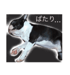 リッキースタンプ第1弾（個別スタンプ：22）