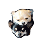 tacachipu（個別スタンプ：3）
