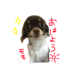モモスタンプ1（個別スタンプ：2）