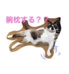 うちの姫ねっこ（個別スタンプ：1）