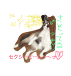 うちの姫ねっこ（個別スタンプ：2）