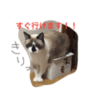 うちの姫ねっこ（個別スタンプ：4）