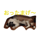 うちの姫ねっこ（個別スタンプ：7）