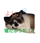 うちの姫ねっこ（個別スタンプ：10）