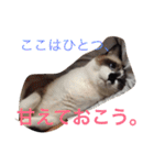 うちの姫ねっこ（個別スタンプ：11）