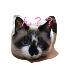 うちの姫ねっこ（個別スタンプ：12）