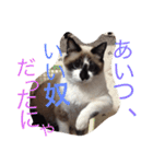 うちの姫ねっこ（個別スタンプ：14）