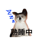 うちの姫ねっこ（個別スタンプ：16）