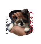 うちの姫ねっこ（個別スタンプ：18）