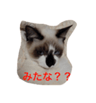 うちの姫ねっこ（個別スタンプ：21）
