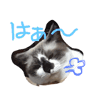 うちの姫ねっこ（個別スタンプ：24）