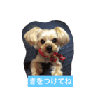 しずちゃんと いっしょ2（個別スタンプ：10）