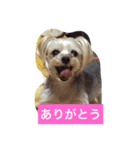 しずちゃんと いっしょ2（個別スタンプ：16）