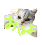 白猫日常スタンプ♡カリン（個別スタンプ：3）