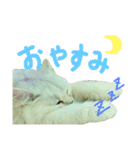 白猫日常スタンプ♡カリン（個別スタンプ：4）