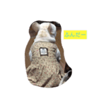 小春＆ショコラ（個別スタンプ：8）