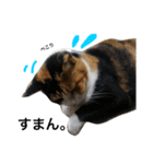 三毛猫ハルちゃん③（個別スタンプ：3）