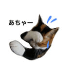 三毛猫ハルちゃん③（個別スタンプ：4）