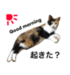 三毛猫ハルちゃん③（個別スタンプ：5）