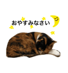 三毛猫ハルちゃん③（個別スタンプ：6）